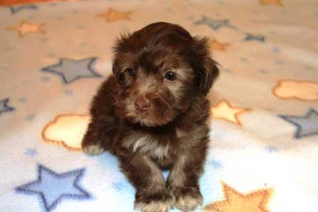 zane-available-chocolate-havanese-puppy-utah
